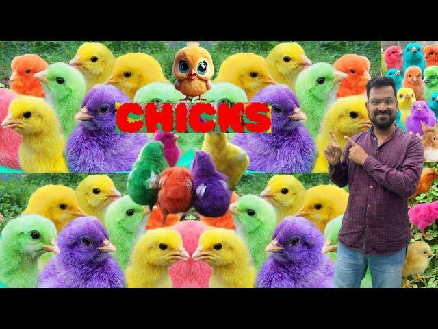 Pretty MURGI 50  CHICKS Chirping Sound | Color Chickens |mer pet house |