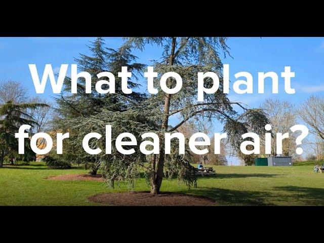 What to plant for cleaner air?