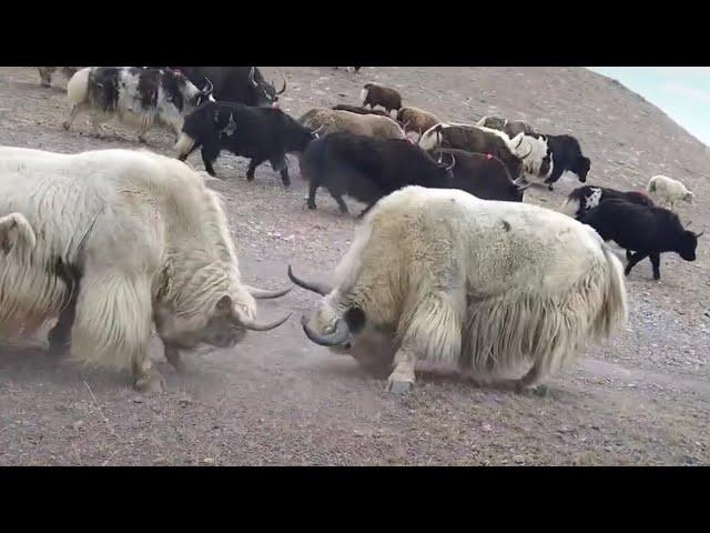 TWO PURE WHITE YAKS ARE FIGHTING. Amazing 