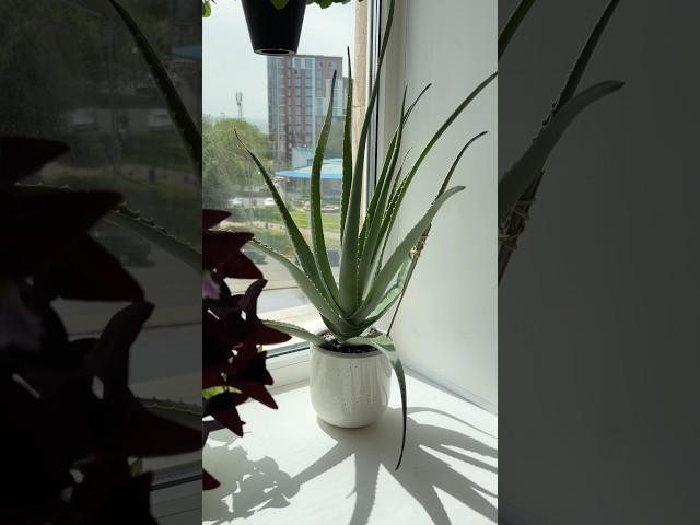 Алоэ вера потеряло вид #цветывдоме #plants #уходзарастениями #цветоводство #shorts #aloevera #aloe