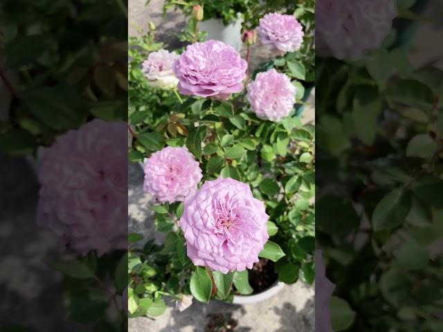 Blue Story Rose Plant｜蓝色物语