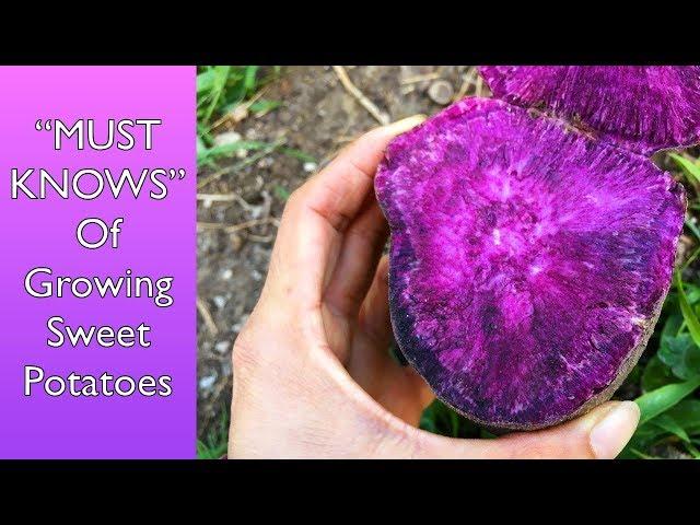 Dos and Don’ts of Growing Sweet Potatoes + Harvest