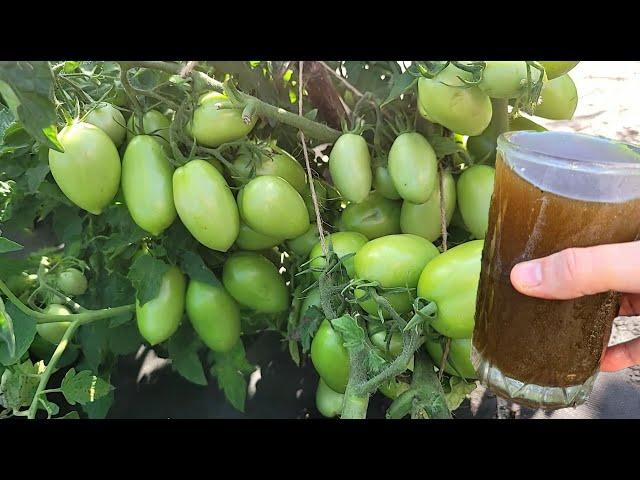 ОТ ВЕРШИНКИ, ОТ ЖИРОВАНИЯ, ОТ ХЛОРОЗА и для завязей, СУПЕР ПОДКОРМКИ для томатов, огурцов, перцев