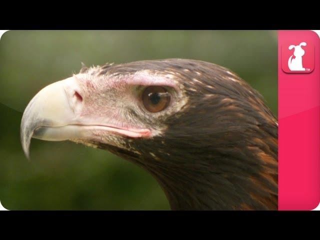 Bindi & Robert Irwin feature - Wedge Tailed Eagle (Amelio)- Growing Up Wild.