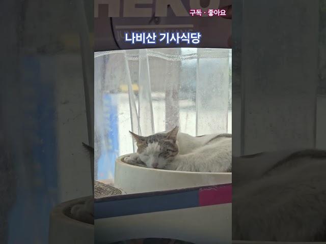 고양이 [2506013] #고양이 #맛집 #푸드 #건강 #문어마녀 #피접여행 #경북 #영덕   #여행