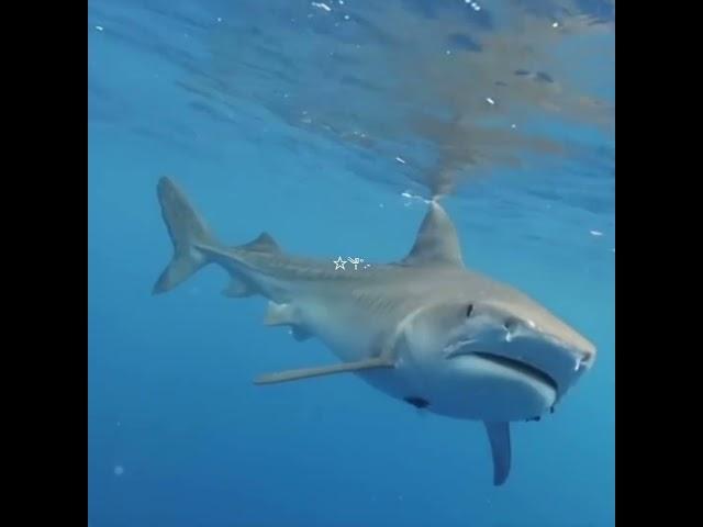 idk chat random shark edit?? #shark #edit #sharks