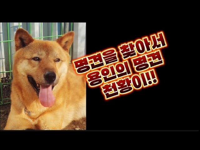 명견을 찾아서 21탄 용인에 명견 천황이