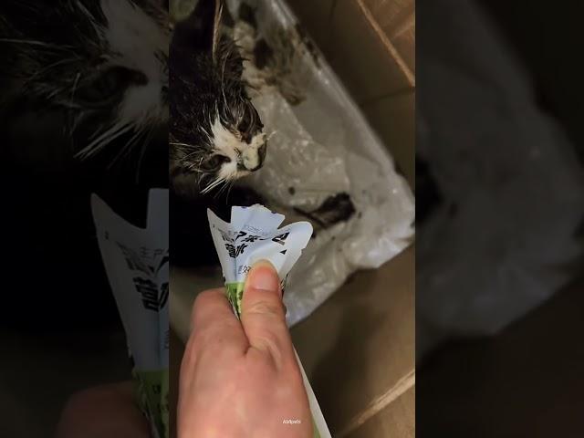 Boosting kitty️#cat #straycat #rescue #shorts