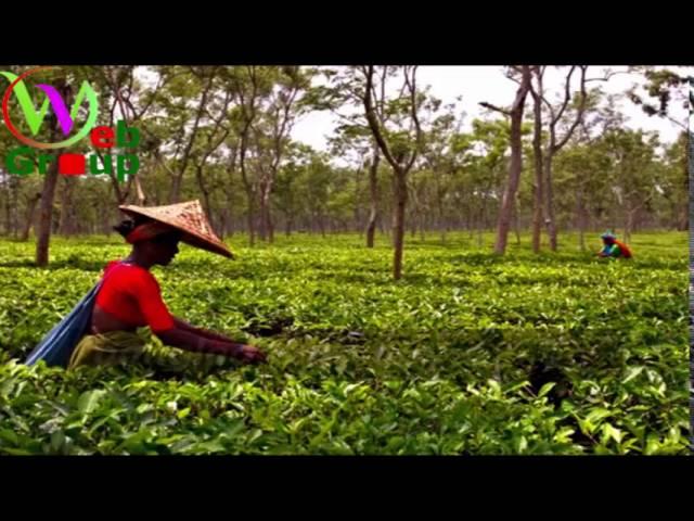 Sreemangal Tea Garden Sreemangal,Beautiful Sreemangal