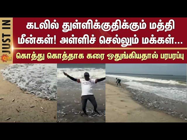 Kerala | Kozhikodu | Thousands of sardines leap out of water | Sun News