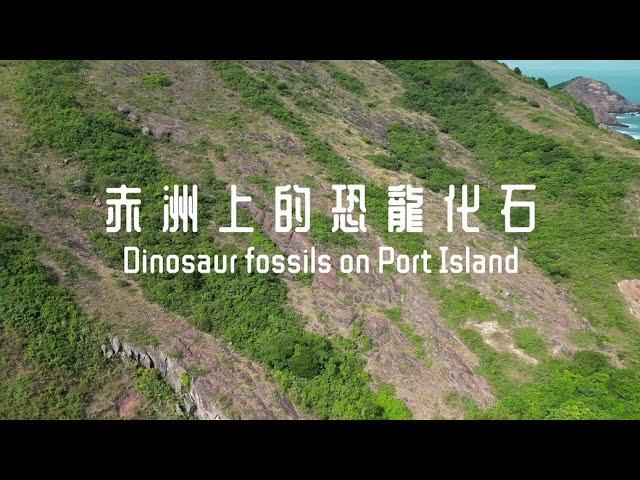 赤洲上的恐龍化石（2024年12月）Dinosaur fossils on Port Island, December 2024