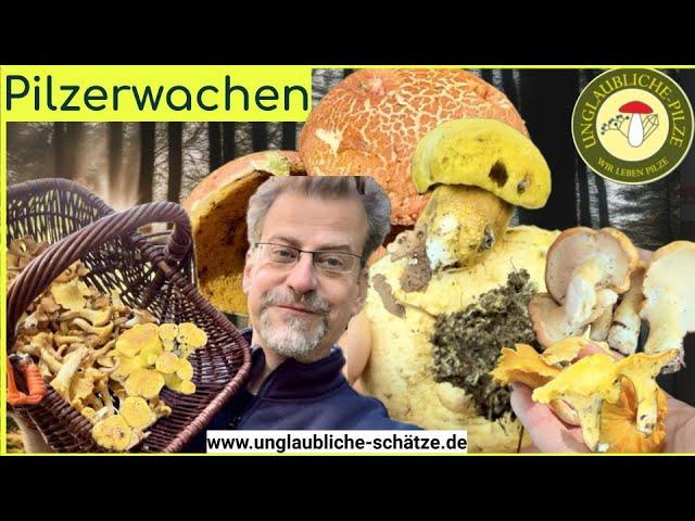 Pilz Erwachen - goldenes & seltenes - Schmarotzerröhrlinge! Pilze suchen im September 2024