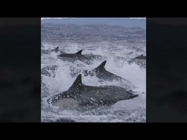 Footage Captures Rare Dolphin 'Stampede' in Dana Point