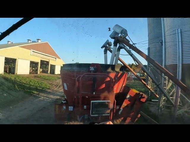 Milking & feeding Cows at Farm 2