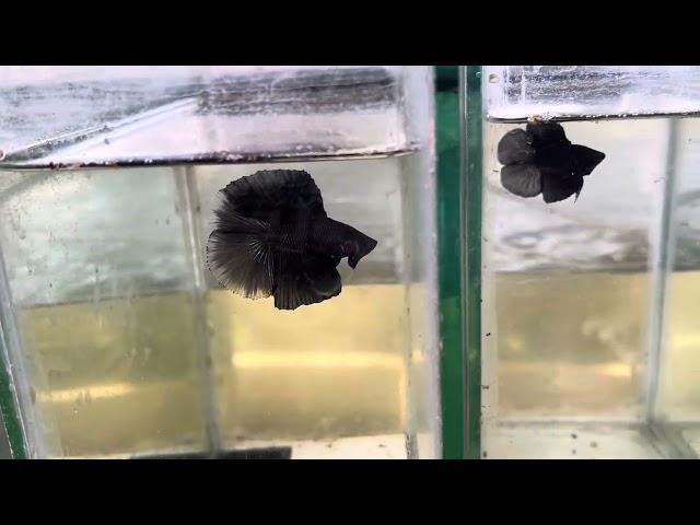 My betta fish collection breeder 2025