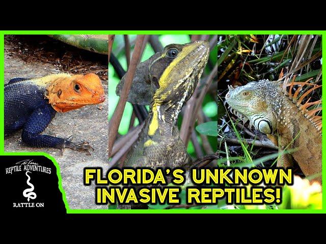 7 INVASIVE REPTILES OF FLORIDA (you probably didn't know were invasive)