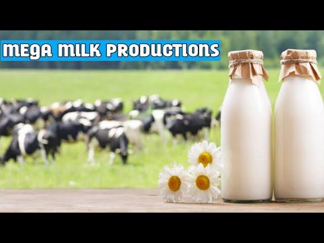 Mega Milk Productions: From Cows to Global Exports