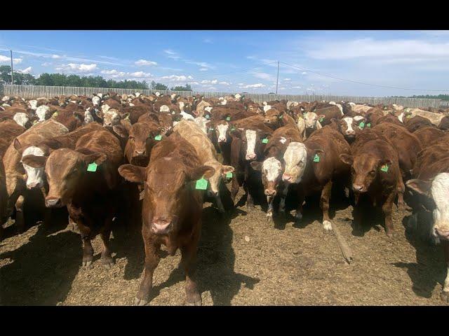 Lesher Lane Enterprises 850# Exotic X Steers