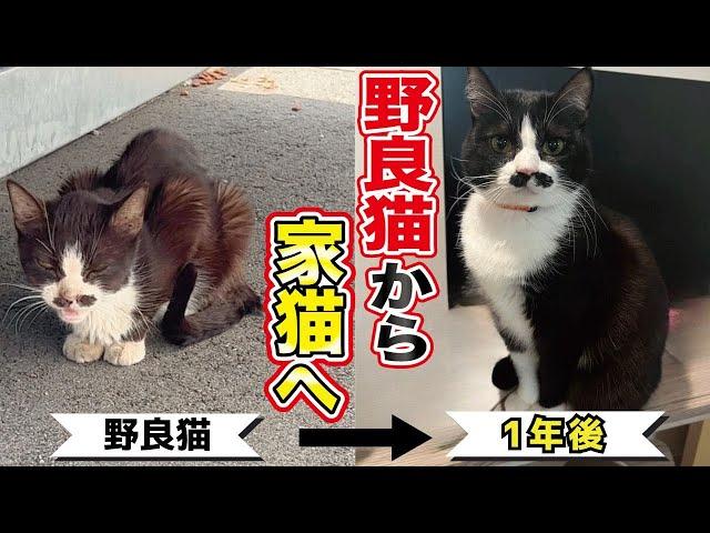 1.8キロしかない瀕死状態だった猫が幸せを掴むまでの一年間の記録【野良猫から家猫へ】