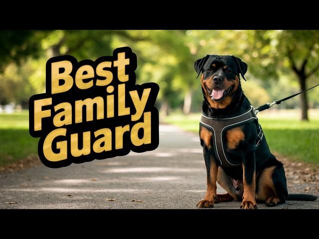 Are Rottweilers the Best Guard Gogs You Can Own? | Cane Corso | Pit Bull | Puppy Training