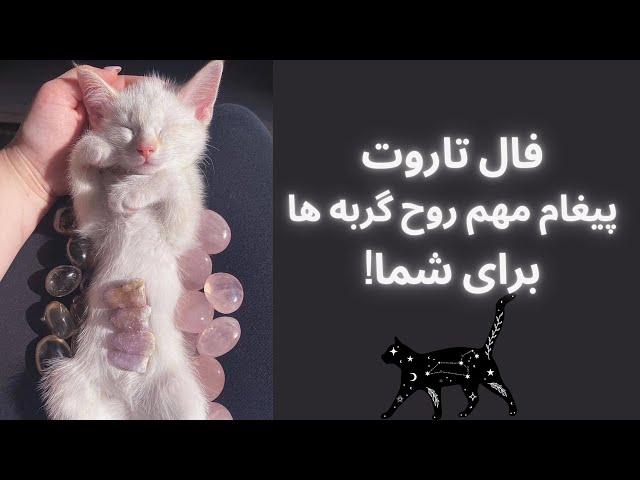 فال تاروت|همه رازهای زندگیتو میگه