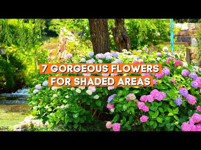 7 Gorgeous Flowers for Shaded Areas  // Shade Loving Summer Plants ️