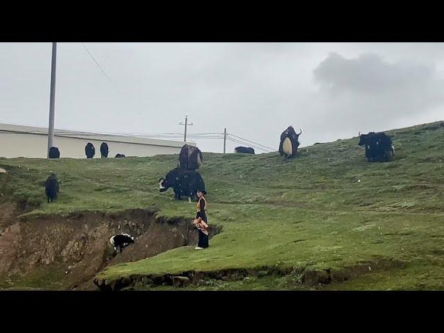 This is a collection video of yaks, yaks on the plateau at an altitude of 4,500 meters in Tibet