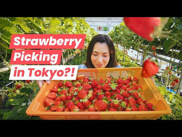 Winter Strawberry Picking in Tokyo: I Tried Japan's Rare Sakura Strawberry!