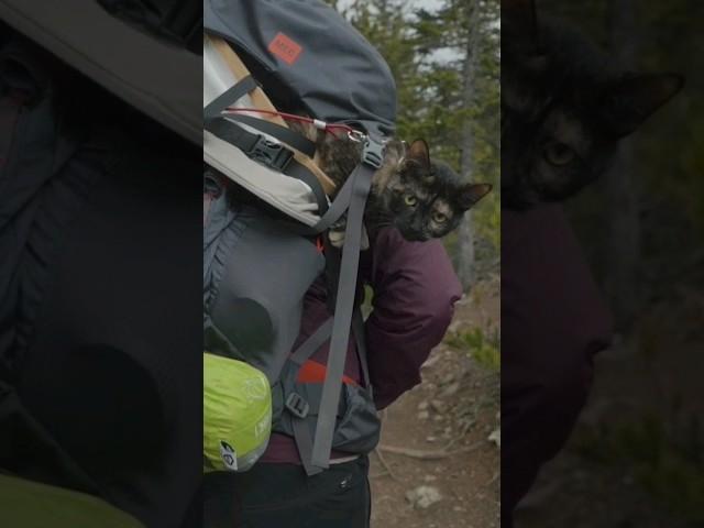 Have you seen a hiking cat? Now you have ;)