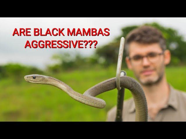 Are deadly venomous Black mambas aggressive snakes???