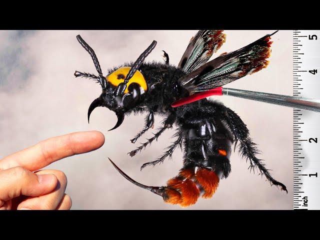 STUNG by the MAMMOTH Wasp! (Extremely Rare)