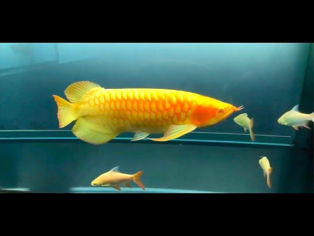 Best Top 10 Most Beautiful Arowana Fish | Beautiful Asian Arowana : The Legendary Dragon fish