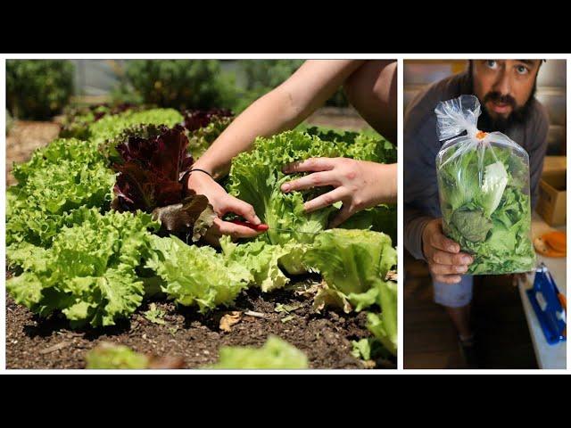 Lettuce - From Field to Farmstand (Entire Process)