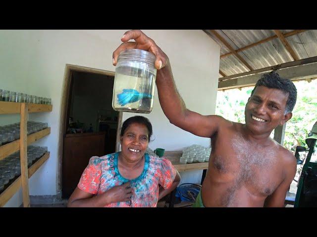 $0.17 Fish Aquarium in Rural Sri Lanka 