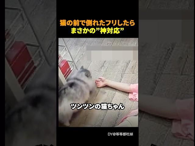 ツンツンな猫が見せた"本音"