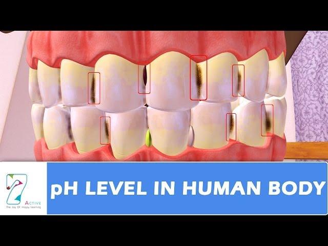 pH Level in human body