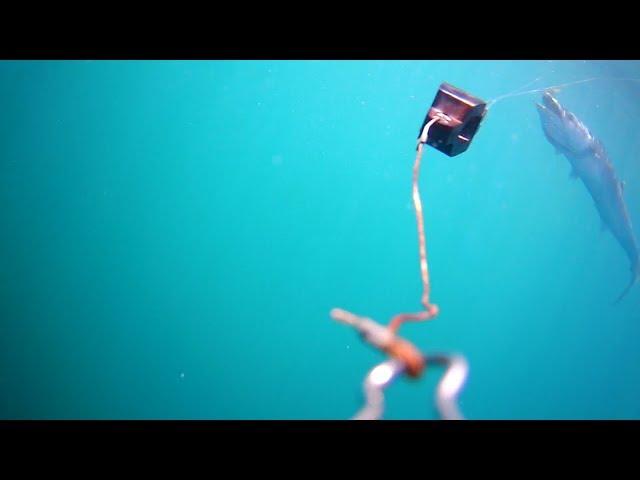 Underwater Video of King Mackerel Striking Bait