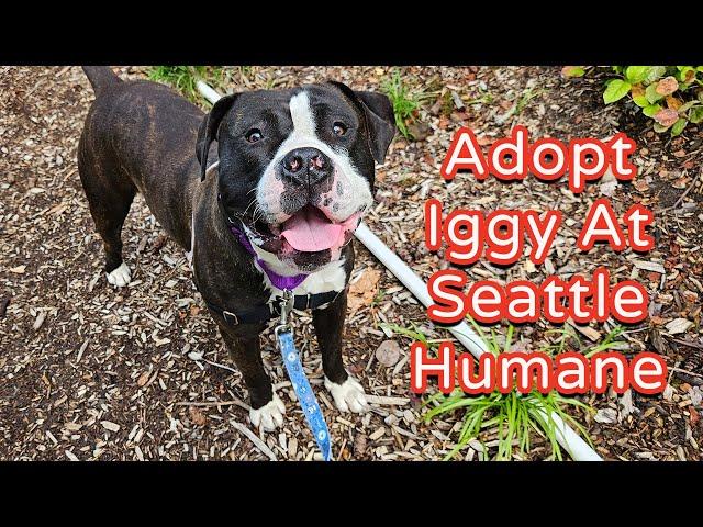 Adopt Iggy at Seattle Humane