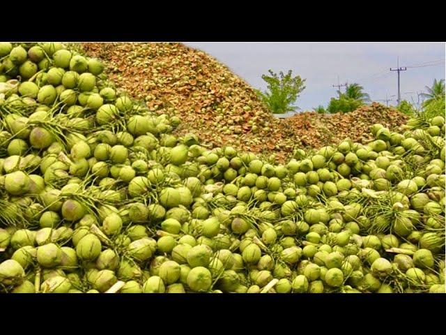 How Coconuts are Harvested and Processed from Farm to Factory. How Coconut Harvesting and Processing