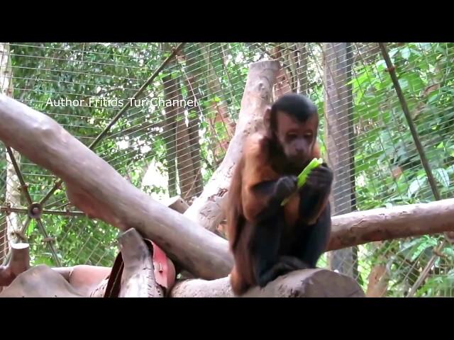 Capuchin Monkeys & Macaques