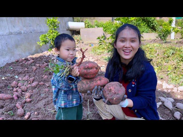 Yike digs up sweet potatoes like a little farmer,makes caramelized sweet potatoes