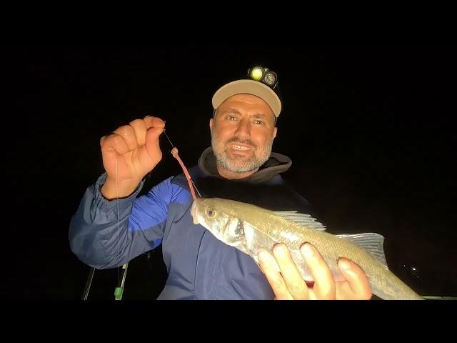 BEACH FISHING | BASS & GILTHEAD BREAM FISHING | LLYN PENINSULA | NORTH WALES | PT 2 | SEA FISHING UK