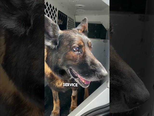 Police dog gets the call that he can retire ️