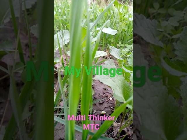 My village greenry/My Village Scenes/#short