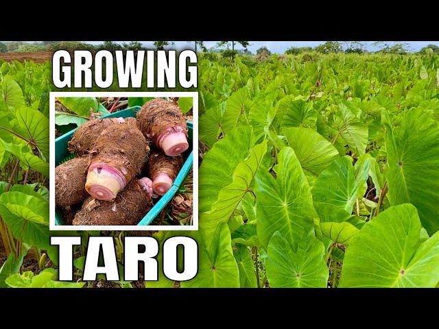 Top Foods for Tropical Independence: TARO