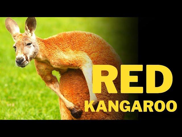 Interesting facts about Red kangaroo  | Red kangaroo  | Kangaroo  | Animal kingdom