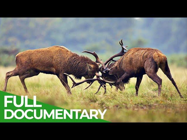 The Lueneburg Heath: Manmade Wildlife Paradise | Free Documentary Nature