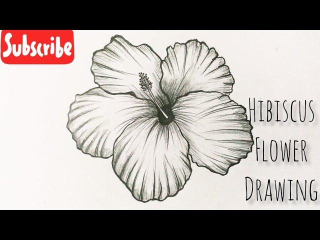 How To Draw A Hibiscus Flower Easy Step By Step