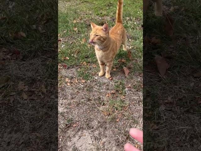 Happy Orange Tabby #cat #kitty #gatos