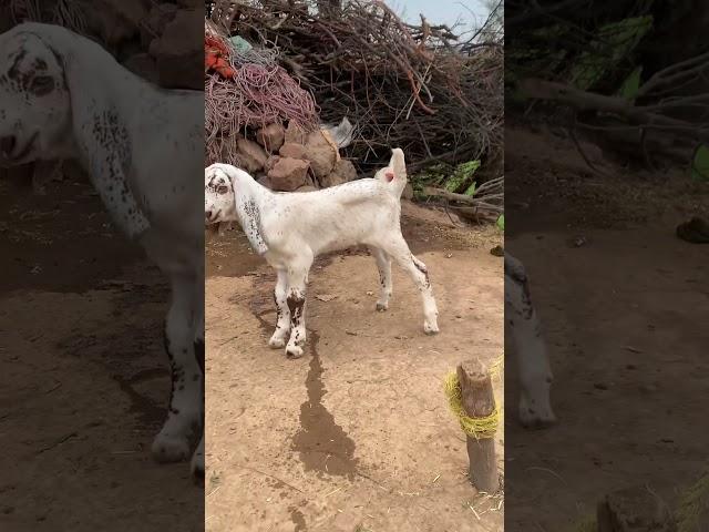Makhi cheena and rajanpuri mixed breed#viralvideo #viralshorts
